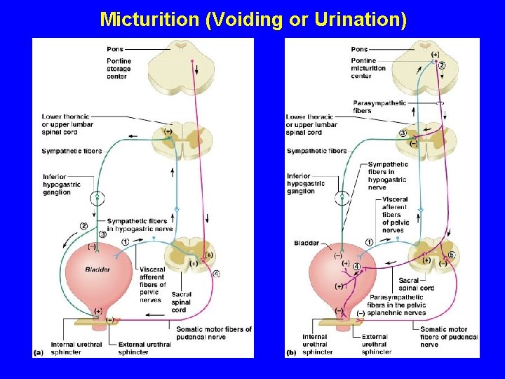 Micturition (Voiding or Urination) 