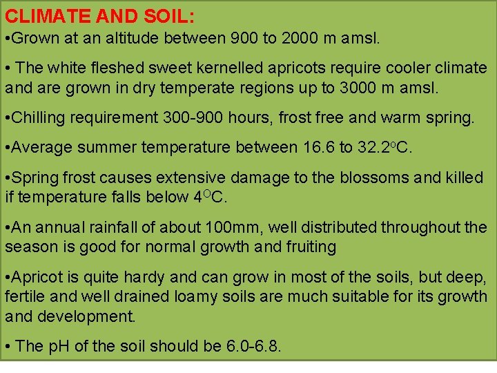 CLIMATE AND SOIL: • Grown at an altitude between 900 to 2000 m amsl.