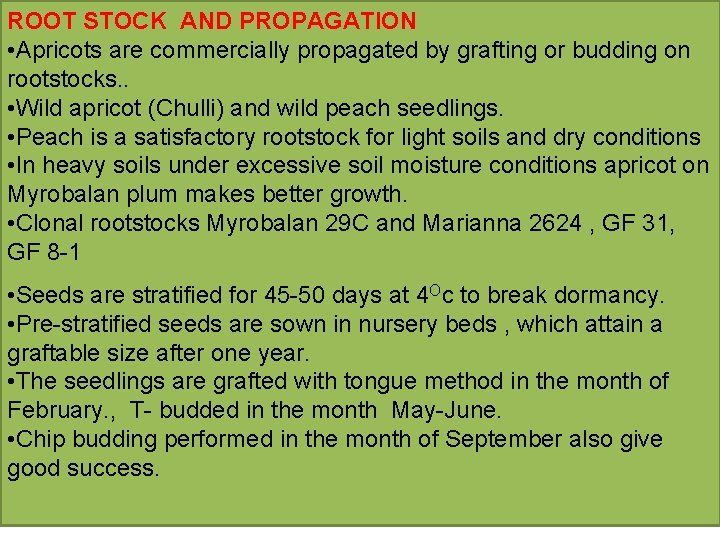 ROOT STOCK AND PROPAGATION • Apricots are commercially propagated by grafting or budding on