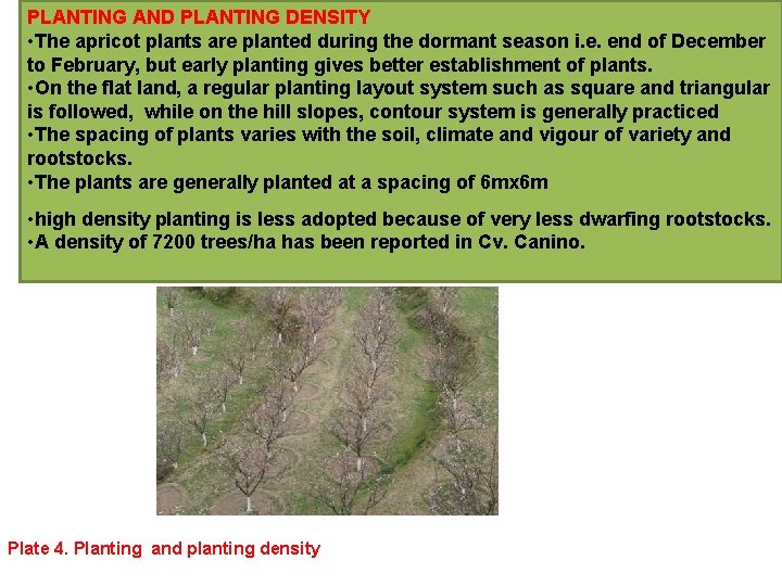 PLANTING AND PLANTING DENSITY • The apricot plants are planted during the dormant season