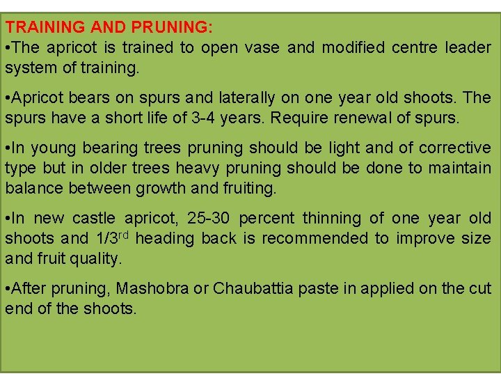 TRAINING AND PRUNING: • The apricot is trained to open vase and modified centre