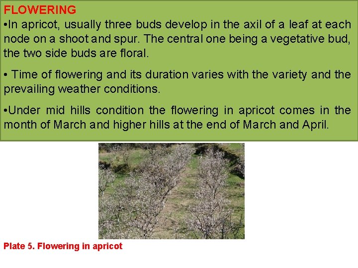 FLOWERING • In apricot, usually three buds develop in the axil of a leaf