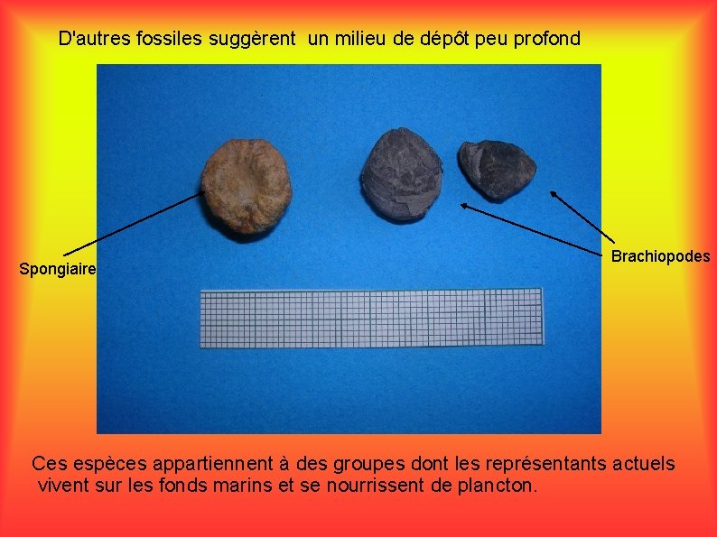 D'autres fossiles suggèrent un milieu de dépôt peu profond Spongiaire Brachiopodes Ces espèces appartiennent