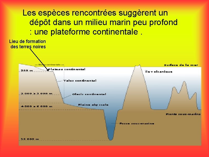 Les espèces rencontrées suggèrent un dépôt dans un milieu marin peu profond : une