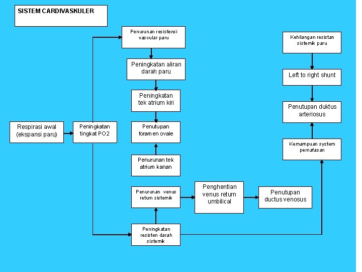 SISTEM CARDIVASKULER Penurunan resistensi vascular paru Kehilangan resistan sistemik paru Peningkatan aliran darah paru