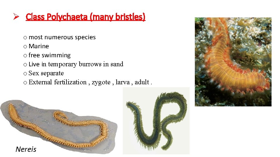 Ø Class Polychaeta (many bristles) o most numerous species o Marine o free swimming