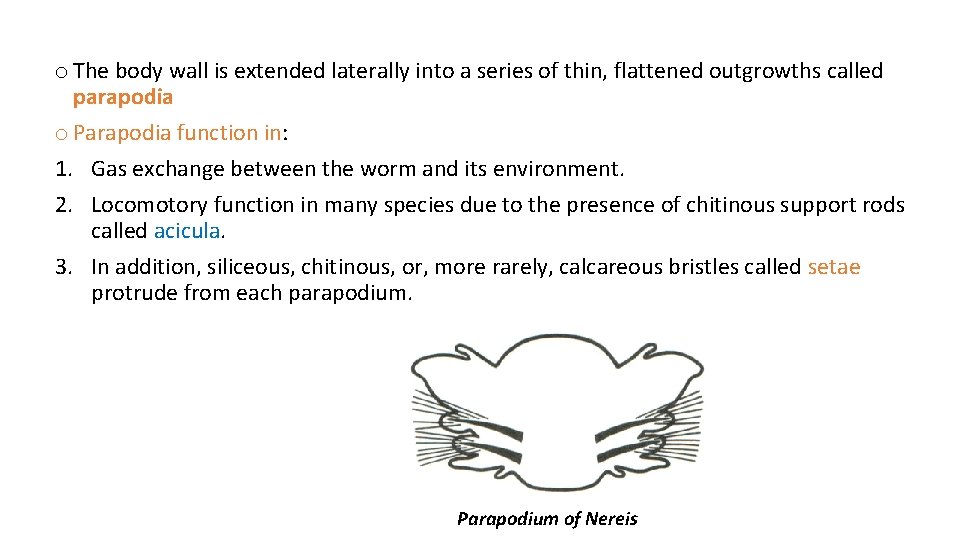 o The body wall is extended laterally into a series of thin, flattened outgrowths