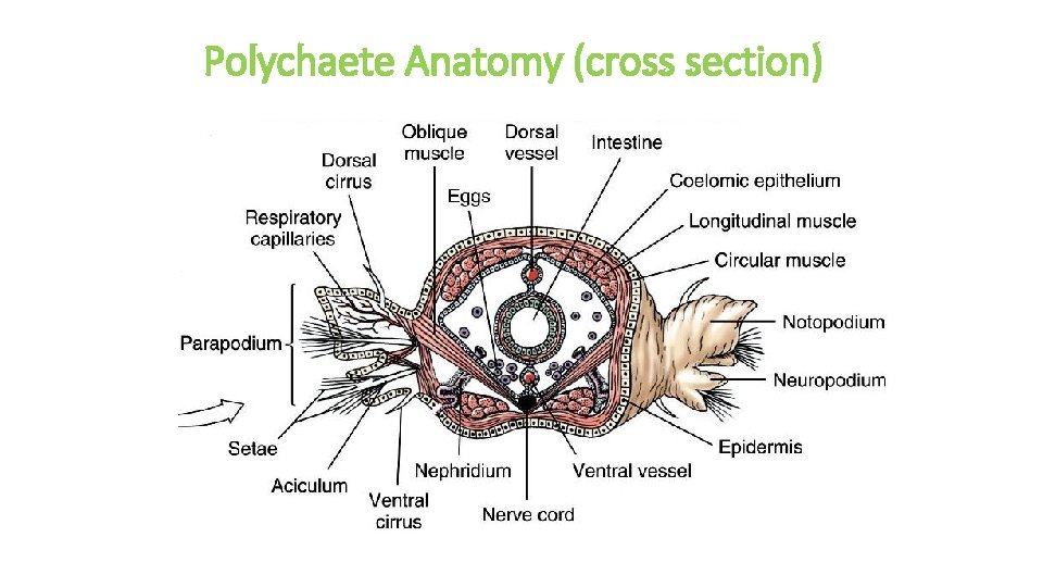 Polychaete Anatomy (cross section) 