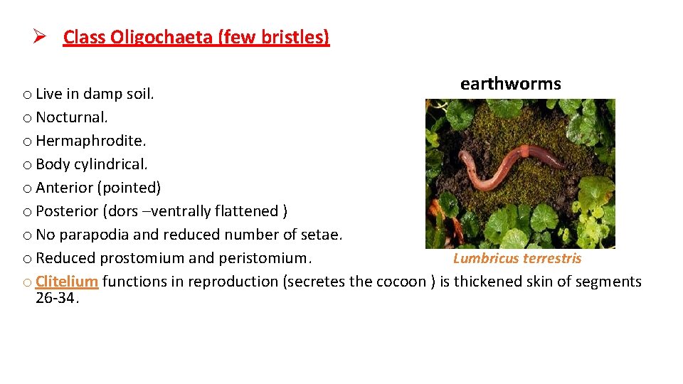 Ø Class Oligochaeta (few bristles) earthworms o Live in damp soil. o Nocturnal. o