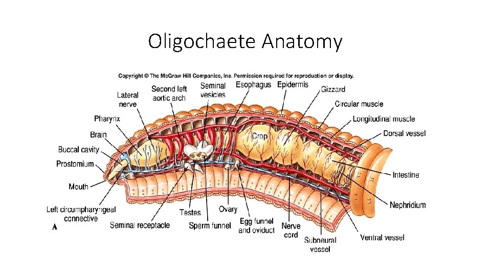 Oligochaete Anatomy 