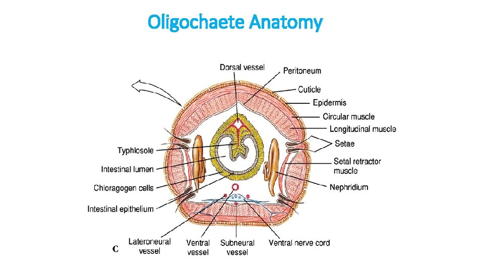 Oligochaete Anatomy 