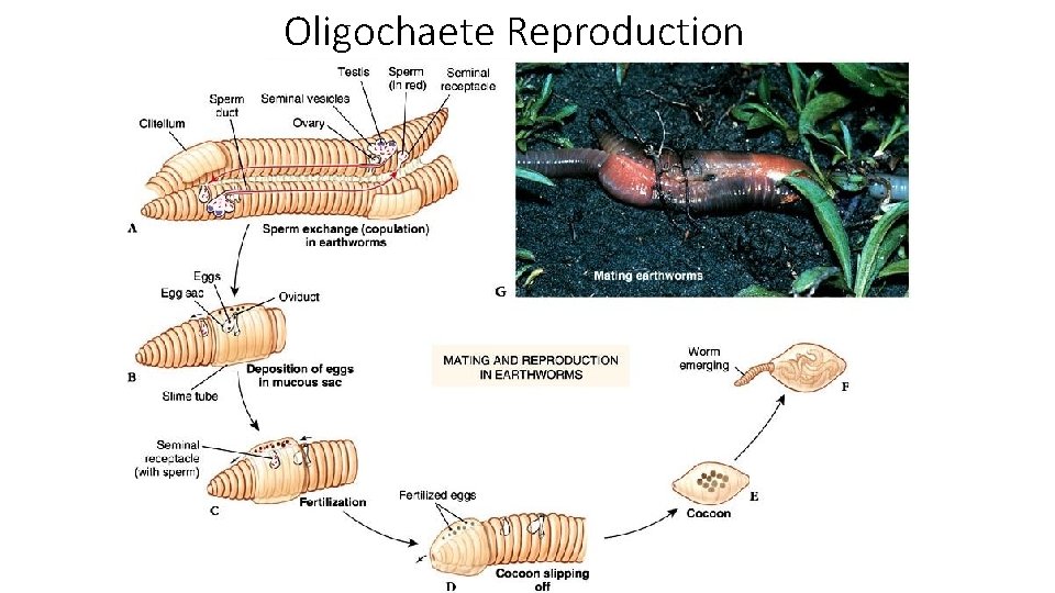 Oligochaete Reproduction 