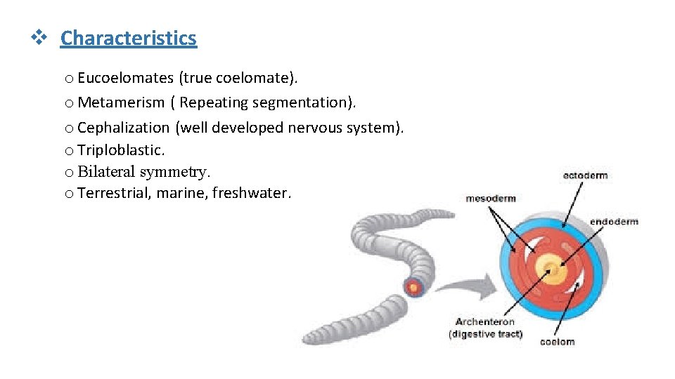 v Characteristics o Eucoelomates (true coelomate). o Metamerism ( Repeating segmentation). o Cephalization (well