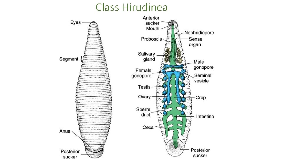 Class Hirudinea 