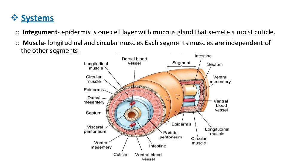 v Systems o Integument epidermis is one cell layer with mucous gland that secrete