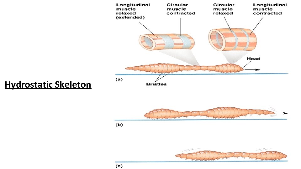 Hydrostatic Skeleton 