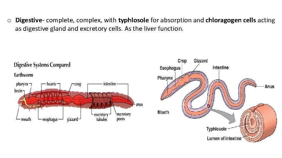 o Digestive complete, complex, with typhlosole for absorption and chloragogen cells acting as digestive