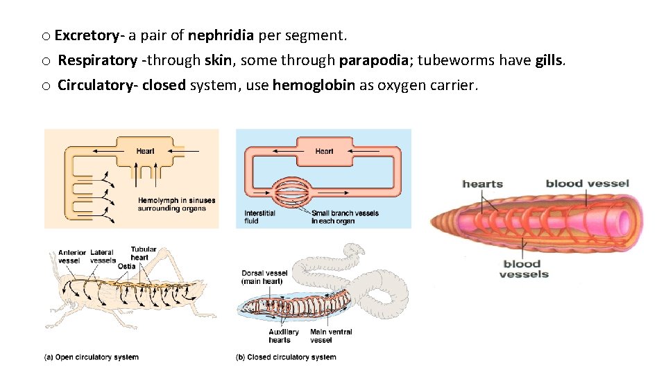 o Excretory a pair of nephridia per segment. o Respiratory -through skin, some through