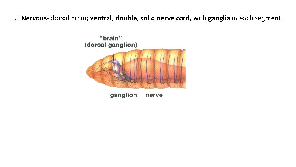 o Nervous dorsal brain; ventral, double, solid nerve cord, with ganglia in each segment.