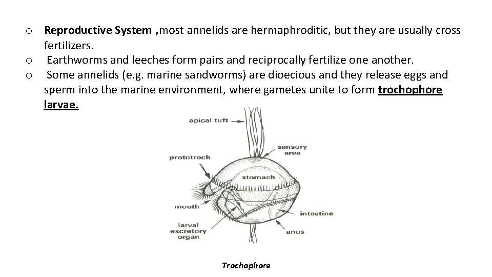 o Reproductive System , most annelids are hermaphroditic, but they are usually cross fertilizers.