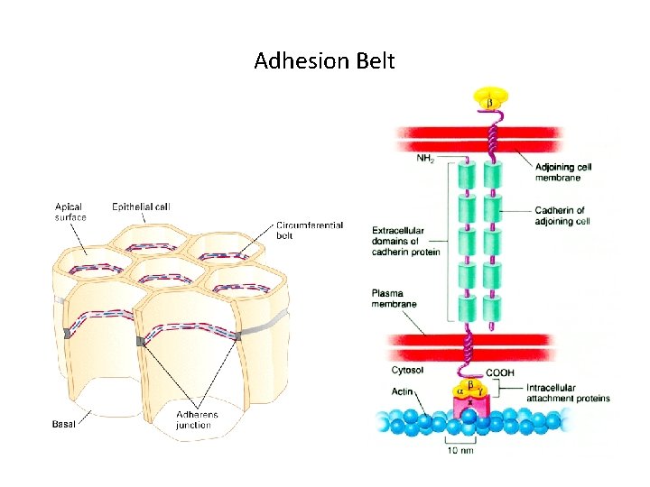 Adhesion Belt 
