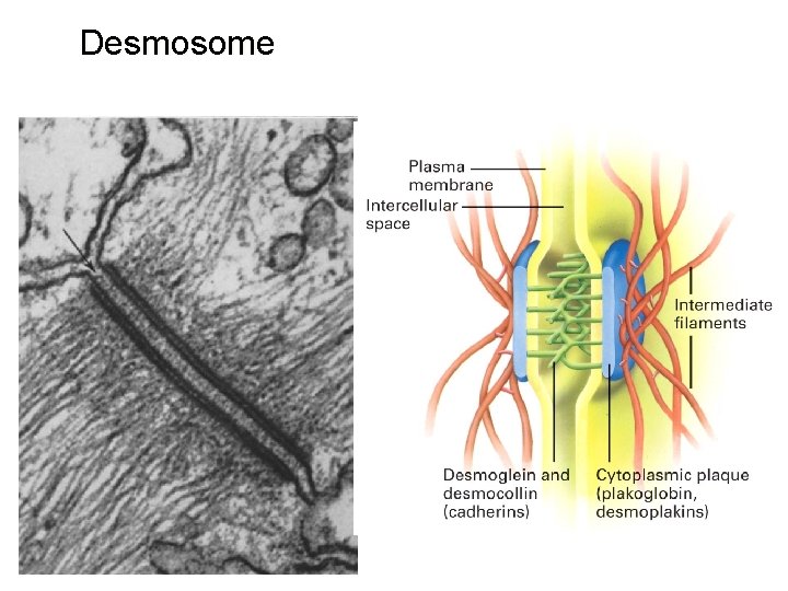 Desmosome 