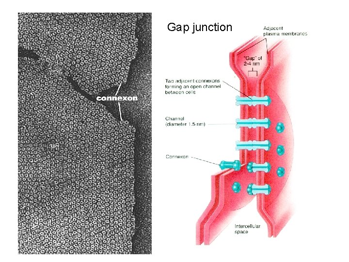 Gap junction 