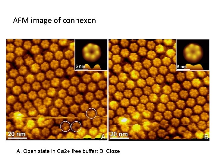 AFM image of connexon A. Open state in Ca 2+ free buffer; B. Close