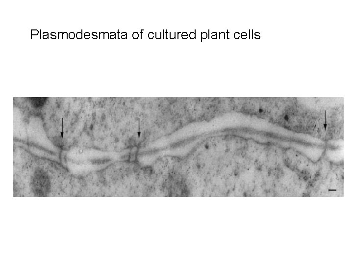 Plasmodesmata of cultured plant cells 