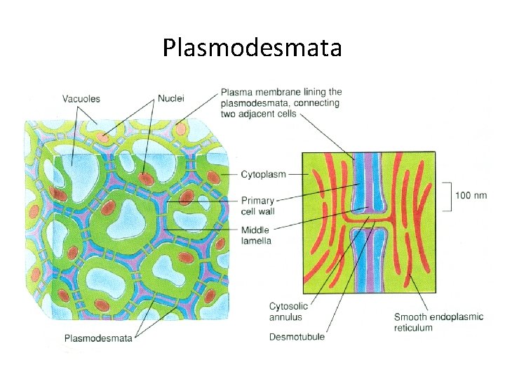 Plasmodesmata 