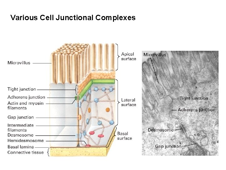 Various Cell Junctional Complexes 