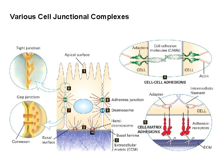 Various Cell Junctional Complexes 