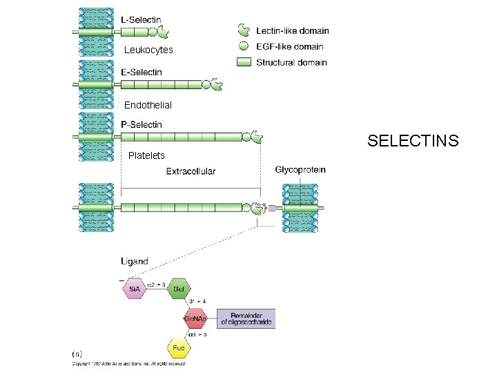 Leukocytes Endothelial SELECTINS Platelets 