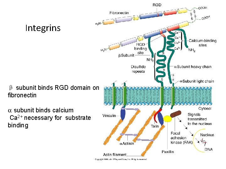 Integrins β subunit binds RGD domain on fibronectin a subunit binds calcium Ca 2+