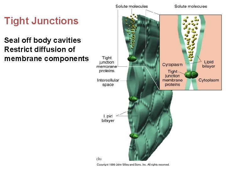 Tight Junctions Seal off body cavities Restrict diffusion of membrane components 