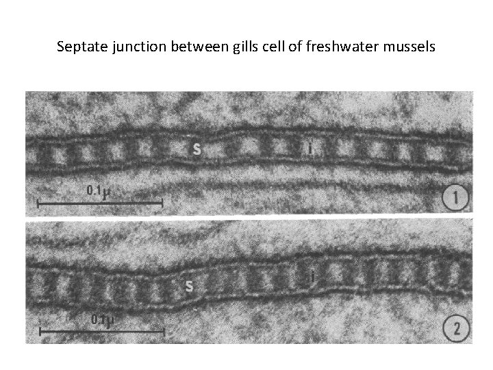 Septate junction between gills cell of freshwater mussels 