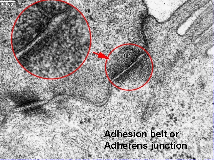 Adhesion belt or Adherens junction 