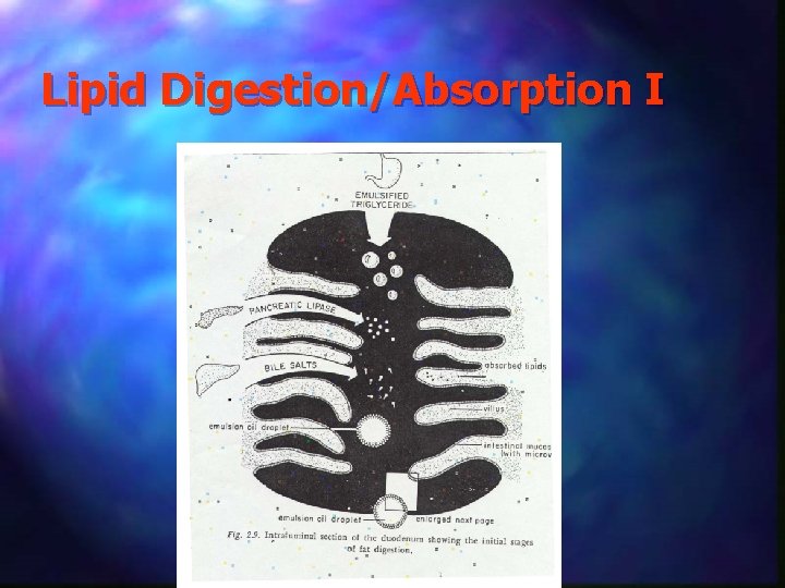 Lipid Digestion/Absorption I 