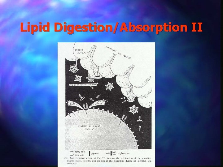 Lipid Digestion/Absorption II 