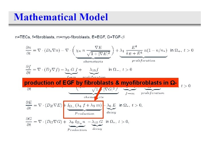 production of EGF by fibroblasts & myofibroblasts in - 