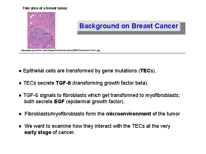 Thin slice of a breast tumor Background on Breast Cancer http: //www. jamesline. com/images/frontiers/summer