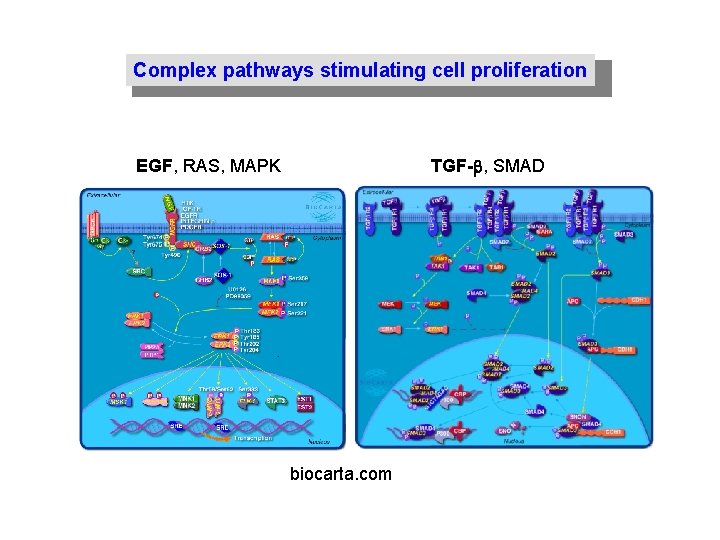 Complex pathways stimulating cell proliferation EGF, RAS, MAPK TGF-b, SMAD biocarta. com 