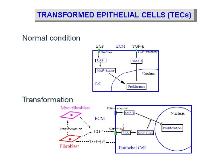 TRANSFORMED EPITHELIAL CELLS (TECs) 