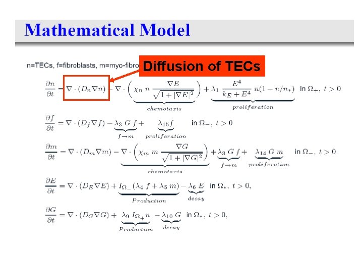 Diffusion of TECs 