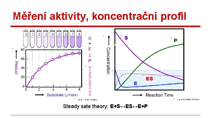 Měření aktivity, koncentrační profil Steady sate theory: E+S↔ES↔E+P 