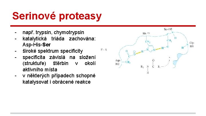 Serinové proteasy - např. trypsin, chymotrypsin katalytická triáda zachována: Asp-His-Ser široké spektrum specificity specificita