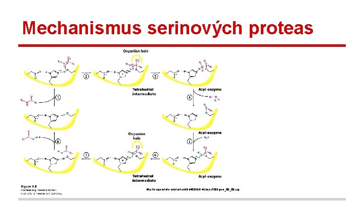 Mechanismus serinových proteas http: //oregonstate. edu/instruct/bb 450/fall 14/stryer 7/9/figure_09_08. jpg 