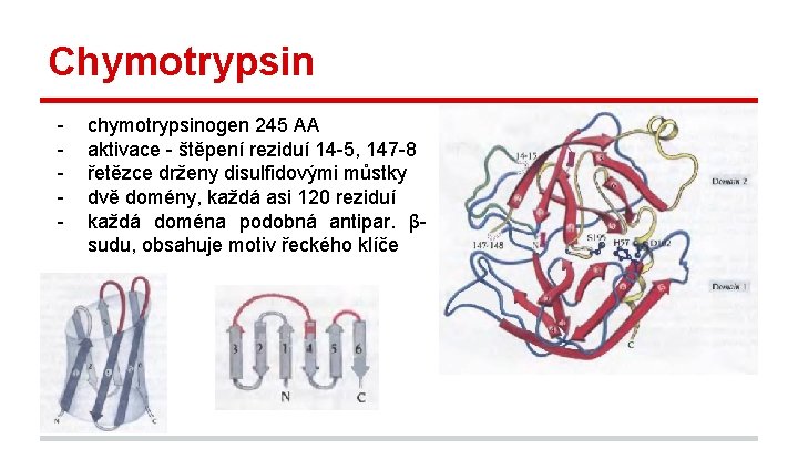 Chymotrypsin - chymotrypsinogen 245 AA aktivace - štěpení reziduí 14 -5, 147 -8 řetězce