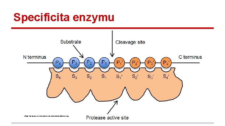 Specificita enzymu https: //prosper. erc. monash. edu. au/nomenclature. png 