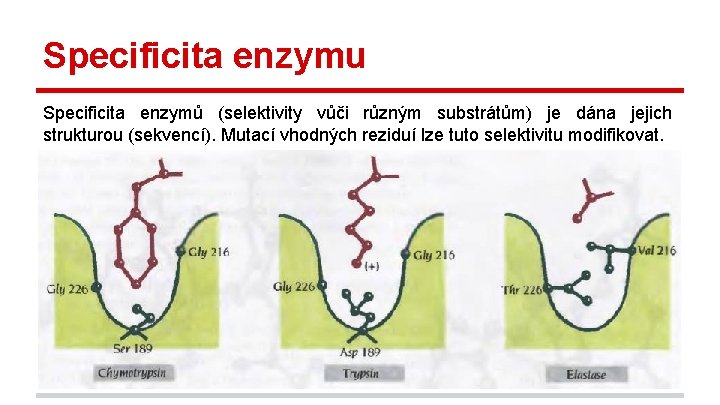Specificita enzymu Specificita enzymů (selektivity vůči různým substrátům) je dána jejich strukturou (sekvencí). Mutací